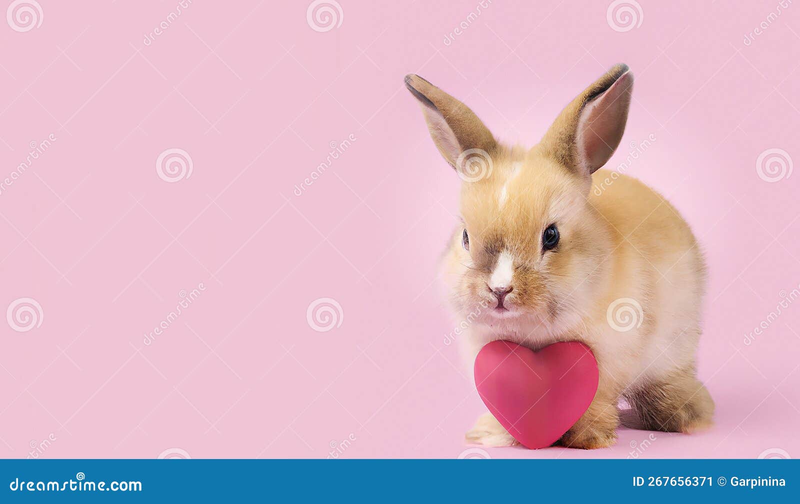 dennis oracion add Real Sweet Bunny photo