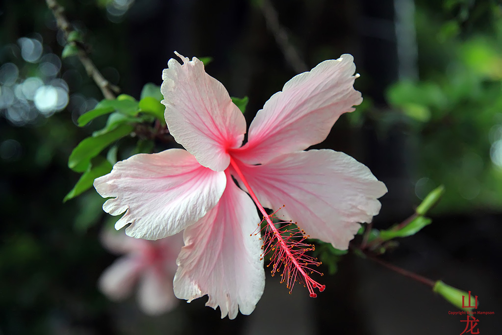 anna rowena rayos add African Flower Porn photo