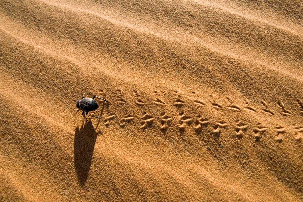 danielle mullin add Sex In The Desert photo