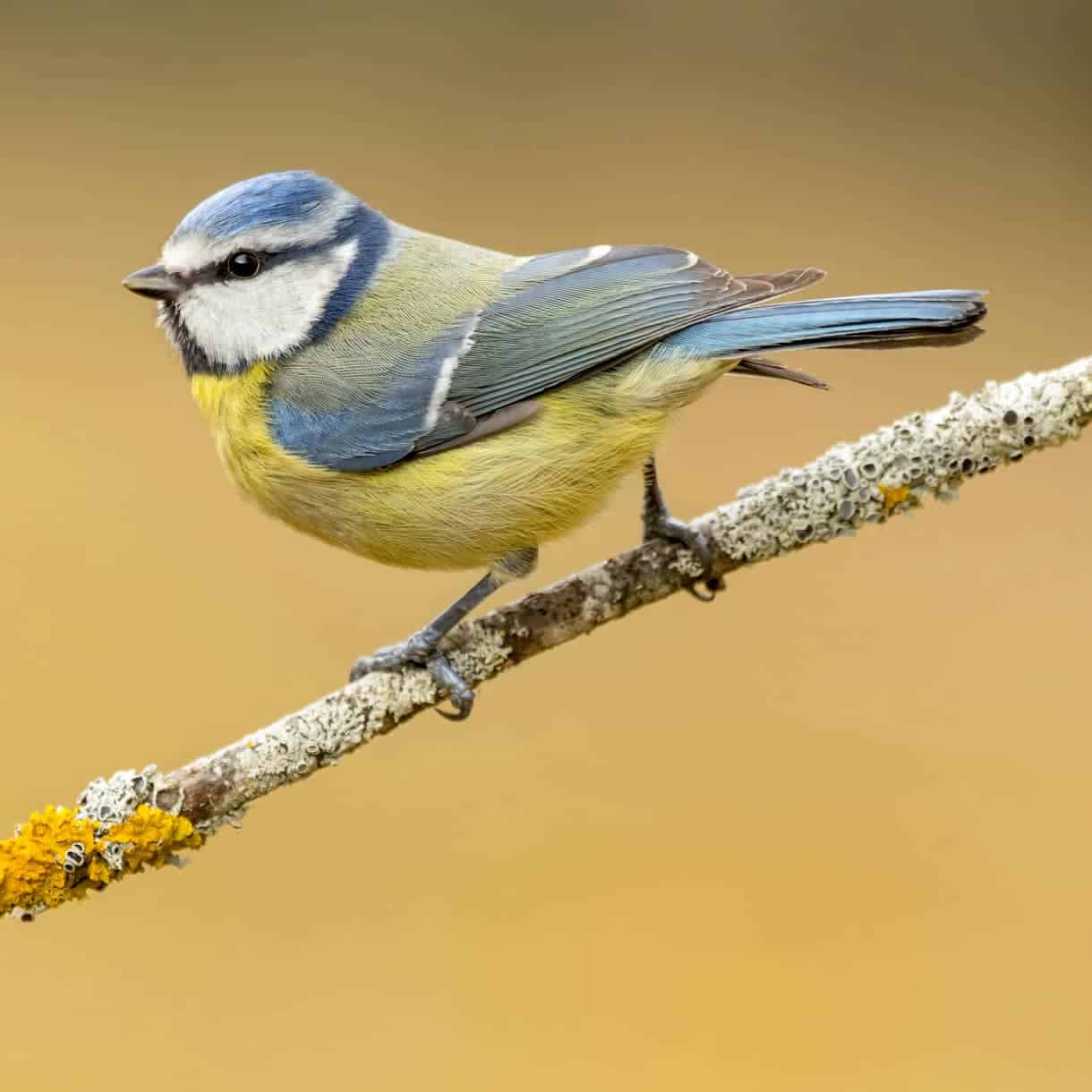 diane harrell add Mega Tit photo