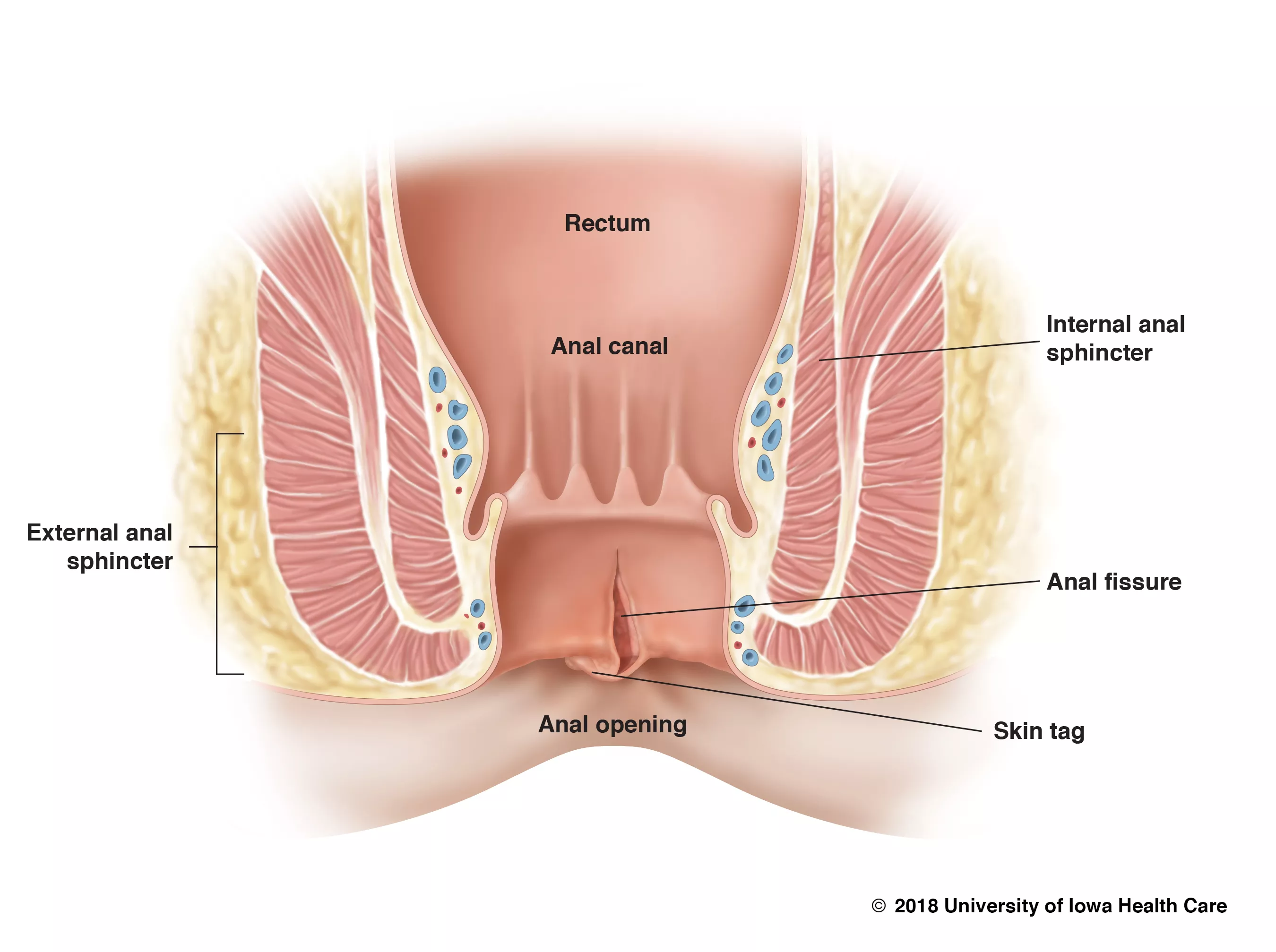 cliff may add Mature Anus Tube photo