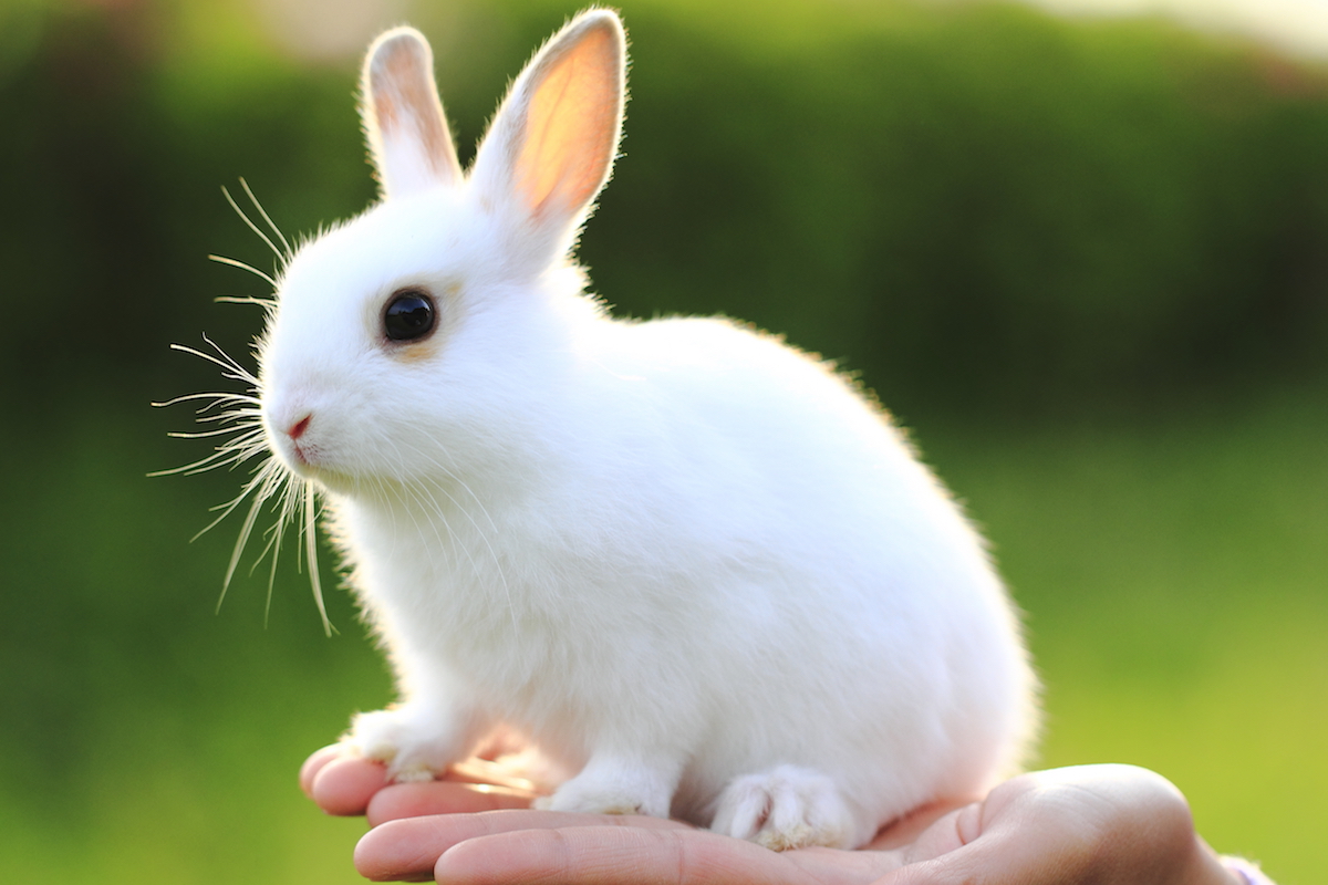 adam brainard add Real Sweet Bunny photo