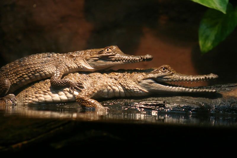 cheney mott add Alligator Porn photo