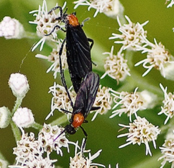 armoghan khan add Ethereal Love Bug Porn photo